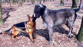 Wolf Slayer - Irish Wolfhound! Killer or Pet?