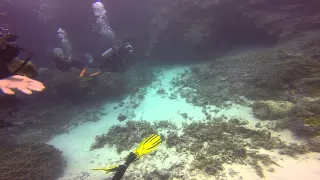 Angry Titan Triggerfish (Jaws) Attacks my girlfriend on the great barrier Reef