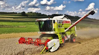 Żniwa 2021 - Pszenżyto 🌾 / Claas Mega 204, Fendt Vario 712 😎 | GR Suchan!