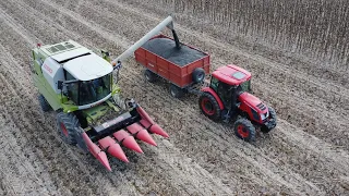 Žetva suncokreta 2023. | Sunflower Harvest 2023. Claas Avero 160 & Zetor Proxima 100