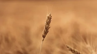 The Rise and Fall of Sourdough: 6,000 Years of Bread - Professor Eric Pallant