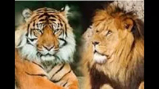 Тигр  против Льва . видео драк  этих мощных хишников.