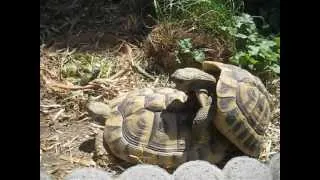 Turtle Sex Extreme (Very Funny Noise)