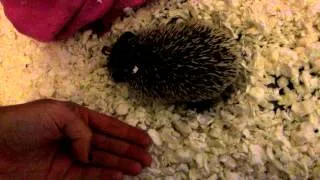 Hedgehog Hiss