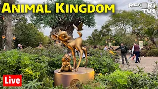 🔴Live: A Relaxing Day at Disney's Animal Kingdom - Walt Disney World Live Stream