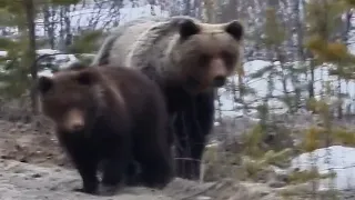 Вахта. Встретил медведицу с медвежатами.