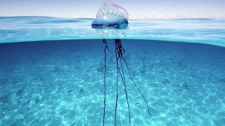 Portuguese Man of War Worlds Weirdest