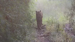 Tiger on the prowl at Tadoba -October 2021