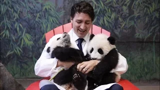 В зоопарке канадского Торонто прошла церемония присвоения имен детенышам панды