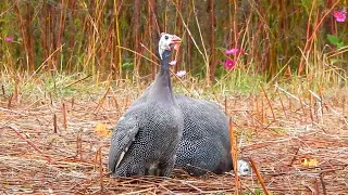 What Are Guinea Hens Like On A Farm? Peaceful and Interesting