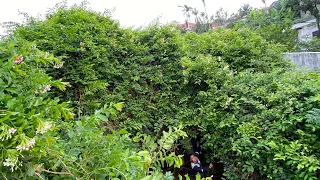 Vast vegetation covers the roof of a deserted house | Clean up overgrown weeds