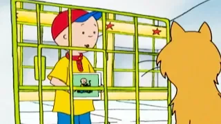 Caillou and the Lost Cat | Caillou Cartoon