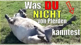 WAS DU NICHT VON PFERDEN KANNTEST