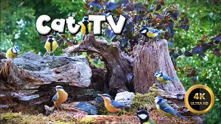 Cat TV for Cats to Watch 🐈 - TITMICE EVERYWHERE🐦‍⬛ (4K)