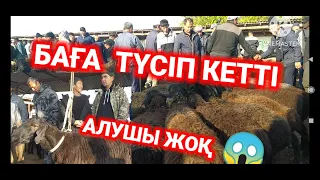 АБАЙ МАЛ БАЗАРЫ , ҚОЙ МЕН ҚОШҚАР БАҒАСЫ | livestock market