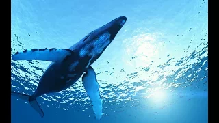 10 Hours Amazing Whale Sounds Underwater for relaxation and stress relief