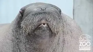 ET the Walrus Remix