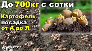 Как КОПАТЬ до 700 кг КАРТОФЕЛЯ с СОТКИ или КАК копать до 20 ВЕДЕР картошки с ДВУХ грядок 01.06.2024