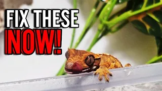 3 Crested Gecko Mistakes New Keepers Make (And How To FIX Them!)