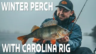 Winter Perch with Carolina Rig