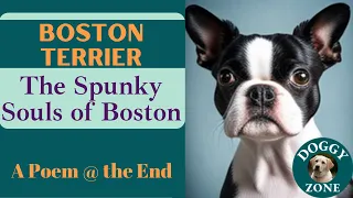 Boston Terrier | Everything You Need to Know About This Beloved Dog Breed | Dog Lovers