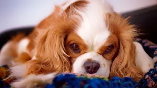 Cocker Spaniel Rescues Heartwarming Tales of Hope and Second Chances