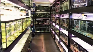 Massive African Cichlid Store & Hatchery - Something Fishy Tour 2018