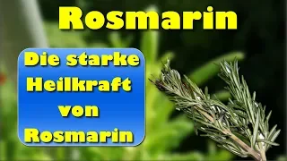 Rosmarin – die starke Heilkraft von Rosmarin – nicht nur zur Steigerung der Gedächtnisleistung