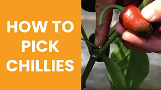 How to pick Chillies - Chilli Harvesting