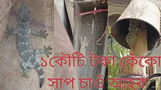 one crore rupees Gecko Tokayকেকো সাপ