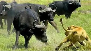 National Geographic  Animals Planet Lions Hunting Buffalo Lion Documentary