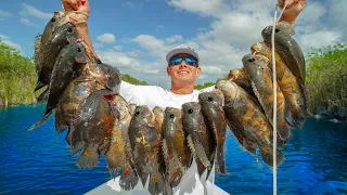 Most INVASIVE Fish in FLORIDA! Catch Clean Cook (Tiger Oscar)