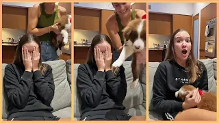 New Puppy Surprise Compilation 2024 | Wholesome Surprise Moments