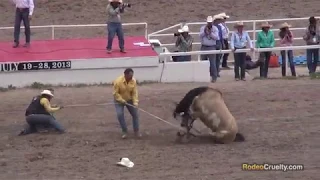 Rodeo Thugs Terrorize, Kill Horses for Fun