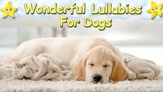 Brahms Lullaby For Dogs Super Relaxing Sleep Music ♫ Calm Relax Your Dog ♥ Golden Retriever Lullaby