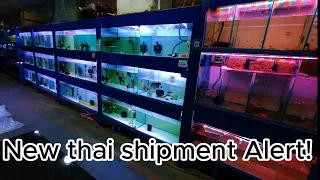 Unboxing the Finest Catch: Thai Fish Shipment Adventure 🎣🌊 | Exotic Aquatic Treasures Await!