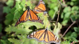 El extraordinario viaje hasta México de millones de mariposas monarca