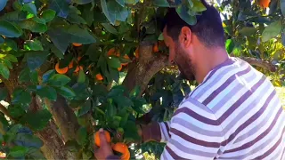 Orange harvest