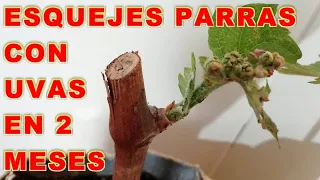 Esquejes de Parras con Raices y Uvas en 2 meses, Reproducir Parras - VIVIR EN EL CAMPO