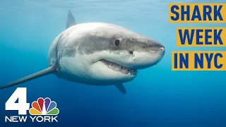 ‘So Good You’ll Scream:' Shark Week Exhibit Makes a Splash at NYC's Paley Center | NBC New York