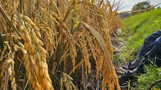 北海道で長粒種　脱粒が良いので安い大型コンバインで刈れるぞ！