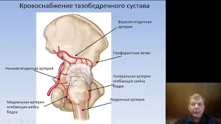 Травматология и ортопедия. Переломы проксимального отдела бедра