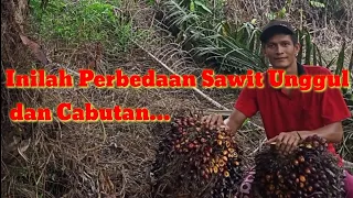 Bibit kelapa sawit unggul vs Abal Abal perbandingan sawit unggul dan cabutan