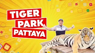 Tiger Park Pattaya Thailand | Playing With Tigers In Thailand-EP10 |