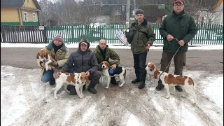 IV НОВОГРУДСКИЕ ОТКРЫТЫЕ СОСТЯЗАНИЯ ЭСТОНСКИХ ГОНЧИХ ПАМЯТИ С.П. ТХОРЕВА. БЕЛАРУСЬ 20-21МАРТА 2021г.