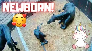 Newborn foal!!! Another surprise! Get up, walk, look for milk | Friesian Horses