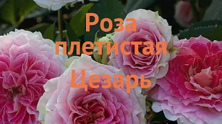Роза плетистая Цезарь (cesar) 🌿 плетистая роза Цезарь обзор: как сажать, саженцы розы Цезарь