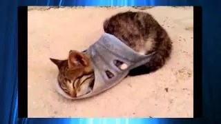 Funny Cats Sleeping in Weird Positions Compilation 2014 [HD]