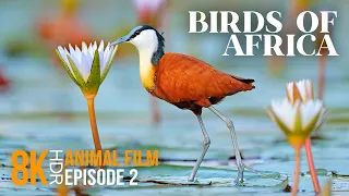 Amazing World of Exotic African Water Birds - 8K HDR Wildlife Documentary Film - Episode 2