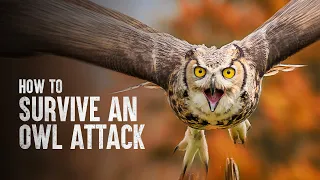 How to Survive an Owl Attack